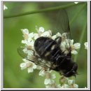 Pipiza noctiluca - Zweifleck-Waldrandschwebfliege hsk m01.jpg